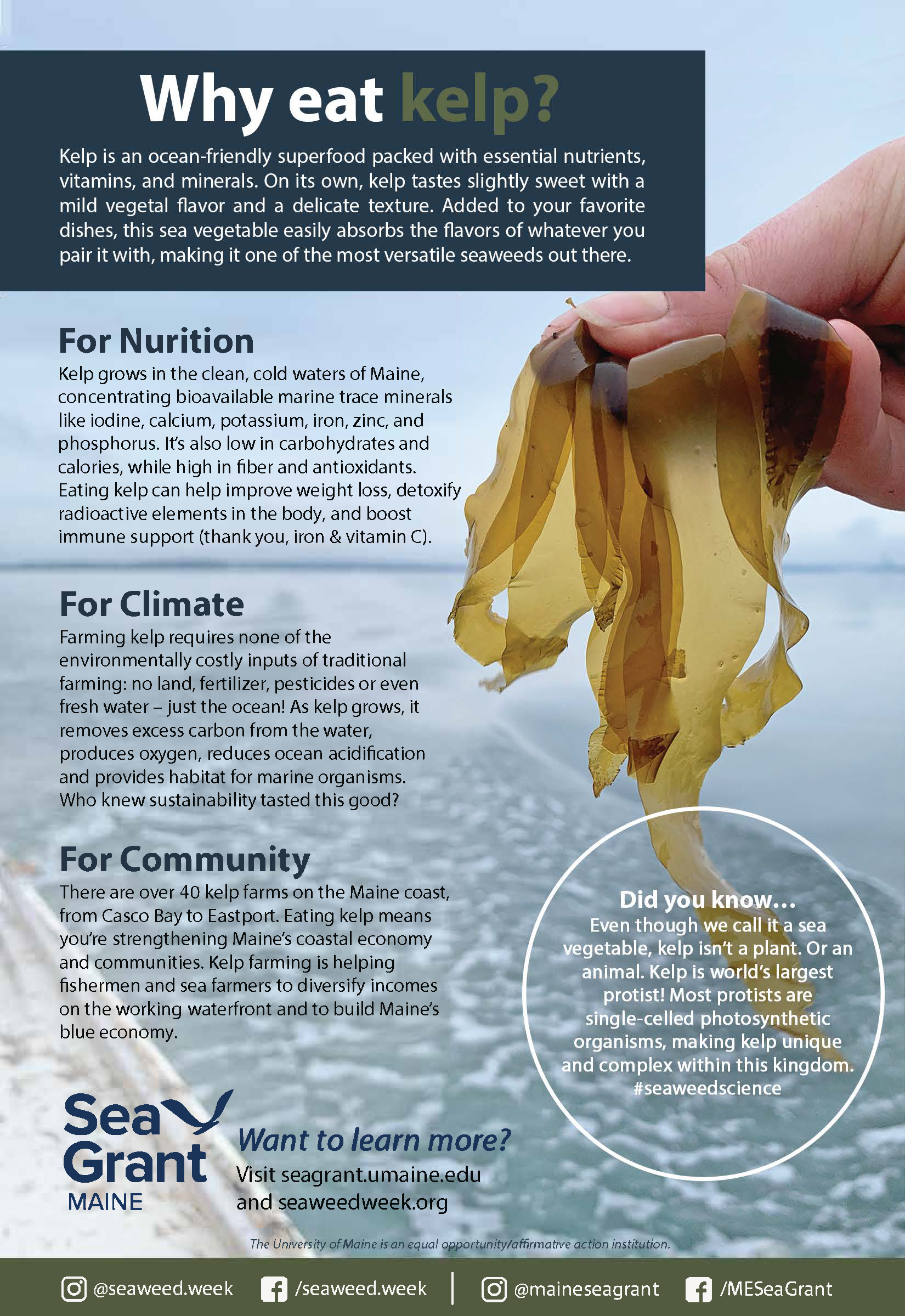A photo of a hand holding a piece of kelp in front of the ocean, with text on top that describes the nutritional, climate, and community benefits of kelp.